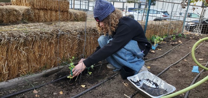 MS Farm student planting