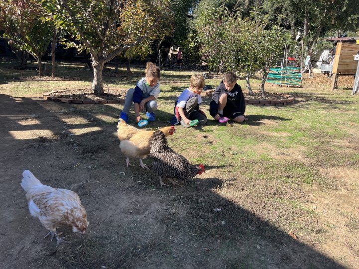 ES Farm students chickens